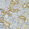 Probable N-acetyltransferase 8 antibody, A08414, Boster Biological Technology, Immunohistochemistry frozen image 