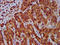 G Protein Subunit Alpha 12 antibody, LS-C680533, Lifespan Biosciences, Immunohistochemistry paraffin image 