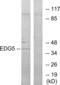 Sphingosine-1-Phosphate Receptor 2 antibody, abx015236, Abbexa, Western Blot image 