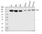 Ataxin 2 antibody, PB9483, Boster Biological Technology, Western Blot image 