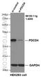 Programmed Cell Death 4 antibody, 66100-1-Ig, Proteintech Group, Western Blot image 