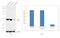 GLI Family Zinc Finger 3 antibody, PA5-28029, Invitrogen Antibodies, Western Blot image 