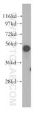 HNRPK antibody, 11426-1-AP, Proteintech Group, Western Blot image 