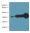 WD Repeat Domain 61 antibody, A61770-100, Epigentek, Western Blot image 