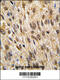 Protein Tyrosine Phosphatase Non-Receptor Type 6 antibody, 61-522, ProSci, Immunofluorescence image 