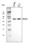 Nerve Growth Factor antibody, A00341-3, Boster Biological Technology, Western Blot image 