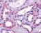 Trace Amine Associated Receptor 9 (Gene/Pseudogene) antibody, 48-163, ProSci, Immunohistochemistry paraffin image 