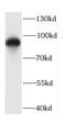 Cadherin 7 antibody, FNab01188, FineTest, Western Blot image 