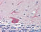 GABA Type A Receptor Associated Protein Like 1 antibody, 27-013, ProSci, Immunohistochemistry frozen image 