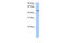 Estrogen Related Receptor Gamma antibody, 30-077, ProSci, Western Blot image 