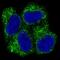 Protein Kinase AMP-Activated Catalytic Subunit Alpha 1 antibody, M00994, Boster Biological Technology, Immunofluorescence image 