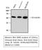 Tubulin Beta 1 Class VI antibody, STJ96939, St John