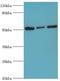 Programmed Cell Death 4 antibody, LS-C377709, Lifespan Biosciences, Western Blot image 