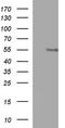 Ankyrin repeat and MYND domain-containing protein 2 antibody, CF507328, Origene, Western Blot image 