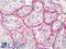 Thrombomodulin antibody, LS-B8509, Lifespan Biosciences, Immunohistochemistry paraffin image 