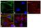 Tubulin Alpha 1a antibody, PA5-16891, Invitrogen Antibodies, Immunofluorescence image 