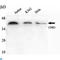 Cyclin Dependent Kinase 5 antibody, LS-C812913, Lifespan Biosciences, Western Blot image 