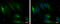 PDZ And LIM Domain 4 antibody, GTX106353, GeneTex, Immunofluorescence image 