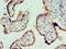 Vitronectin antibody, LS-C377025, Lifespan Biosciences, Immunohistochemistry frozen image 