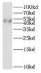 NIN1 (RPN12) Binding Protein 1 Homolog antibody, FNab05777, FineTest, Western Blot image 