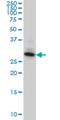 Sulfatase Modifying Factor 2 antibody, H00025870-M02, Novus Biologicals, Western Blot image 