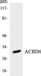 Acyl-CoA Binding Domain Containing 6 antibody, LS-C200075, Lifespan Biosciences, Western Blot image 