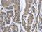 Desmoglein 2 antibody, LS-B15399, Lifespan Biosciences, Immunohistochemistry frozen image 