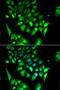 Basic Helix-Loop-Helix Family Member E40 antibody, LS-C334780, Lifespan Biosciences, Immunofluorescence image 