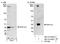 Protein Phosphatase 1 Catalytic Subunit Gamma antibody, NB110-40551, Novus Biologicals, Western Blot image 