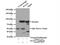 Signal transducer and activator of transcription 1 antibody, 10144-2-AP, Proteintech Group, Immunoprecipitation image 