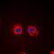 Cortactin antibody, GTX32326, GeneTex, Immunofluorescence image 