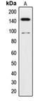 Neurotrophic Receptor Tyrosine Kinase 3 antibody, orb214340, Biorbyt, Western Blot image 