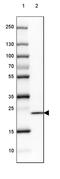 Serine Peptidase Inhibitor, Kazal Type 13 (Putative) antibody, PA5-57668, Invitrogen Antibodies, Western Blot image 