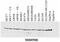 Heat Shock Protein 90 Alpha Family Class B Member 1 antibody, GTX80036, GeneTex, Western Blot image 