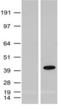 QSOX1 antibody, TA591001, Origene, Western Blot image 