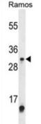 Methyltransferase Like 1 antibody, abx034559, Abbexa, Western Blot image 