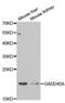 Growth Arrest And DNA Damage Inducible Alpha antibody, PA5-76630, Invitrogen Antibodies, Western Blot image 