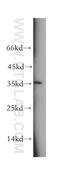 Tetraspanin 11 antibody, 18807-1-AP, Proteintech Group, Western Blot image 