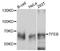 Transcription Factor EB antibody, LS-C747139, Lifespan Biosciences, Western Blot image 