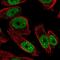 Ankyrin Repeat Domain 29 antibody, NBP2-33564, Novus Biologicals, Immunofluorescence image 