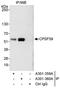 Cleavage And Polyadenylation Specific Factor 7 antibody, A301-360A, Bethyl Labs, Immunoprecipitation image 