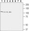 Relaxin Family Peptide Receptor 2 antibody, PA5-77719, Invitrogen Antibodies, Western Blot image 