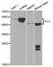 Fli-1 Proto-Oncogene, ETS Transcription Factor antibody, abx004315, Abbexa, Western Blot image 