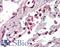 Toll Like Receptor 8 antibody, LS-B430, Lifespan Biosciences, Immunohistochemistry frozen image 