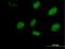 Rhox Homeobox Family Member 2 antibody, H00084528-B02P, Novus Biologicals, Immunocytochemistry image 