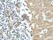 Contactin Associated Protein 1 antibody, 55417-1-AP, Proteintech Group, Immunohistochemistry paraffin image 