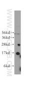 Cytochrome B5 Type A antibody, 12365-1-AP, Proteintech Group, Western Blot image 