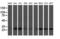 VHL Binding Protein 1 antibody, LS-C174040, Lifespan Biosciences, Western Blot image 