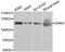 Dynamin 1 antibody, MBS126975, MyBioSource, Western Blot image 