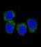 Nuclear Factor Kappa B Subunit 2 antibody, LS-C164502, Lifespan Biosciences, Immunocytochemistry image 